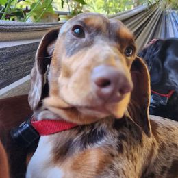 Waffles - Dachshund