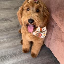 Gypsy - Goldendoodle