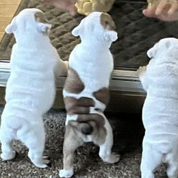 Bulldogs from AKC Bulldogs in MS
