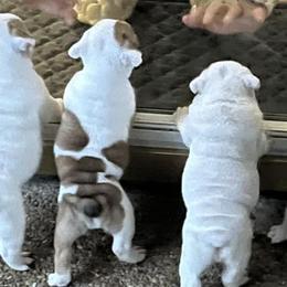 Bulldogs from AKC Bulldogs in MS