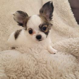 Forest - Black and white male Chihuahua puppy in Space Coast, Florida from ChibiChi
