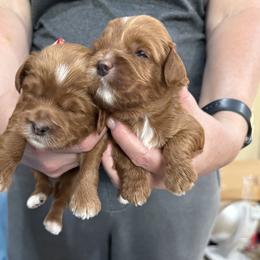 Squirt - Red male Australian Labradoodle puppy in Roseville, California from Darby Park Doodles