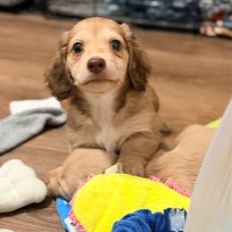 Oscar - Cream male Dachshund puppy in Alva, Florida from Salty C's Dachshunds
