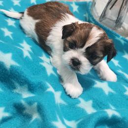 Shih Tzu Puppies from Kuddly Creatures