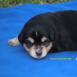 Hunter - Black tri male Miniature American Shepherd puppy in Hillsdale, Michigan from Faithwalk Aussies and Mini American Shepherds