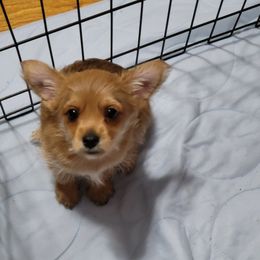 Yorkshire Terrier Puppies from Ronda's Yorkshire Terriers