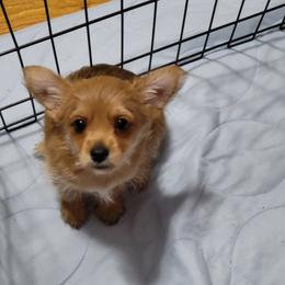 Yorkshire Terrier Puppies from Ronda's Yorkshire Terriers
