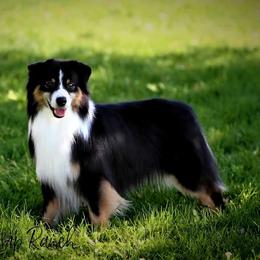 Goose - Miniature American Shepherd