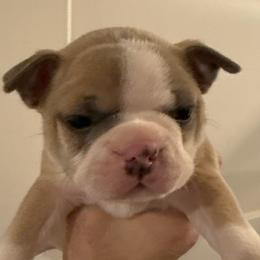 Chilkoot - Blue male Boston Terrier puppy in Monroe, Washington from Nordkyn Boston Terriers