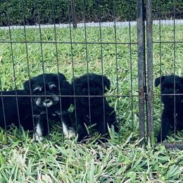 Miniature Schnauzer Puppies from Heirs Of Airvue