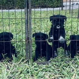 Miniature Schnauzer Puppies from Heirs Of Airvue