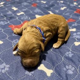 Blue rainbow collar - Red  female Goldendoodle puppy in Landis, North Carolina from Shelbys Doodle Farm
