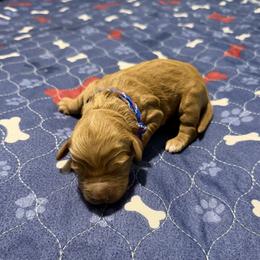 Blue rainbow collar - Red  female Goldendoodle puppy in Landis, North Carolina from Shelbys Doodle Farm