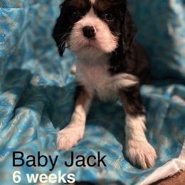 Captain Jack - Tri-color male Cavalier King Charles Spaniel puppy in Broken Arrow, Oklahoma from Cavalier King Charles Heartland