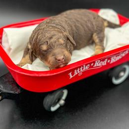 Mater - Phantom male Goldendoodle puppy in Ocoee, Tennessee from Liberty Creek Farms