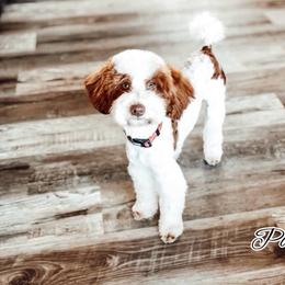 Poe - Poodle