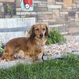 Dachshunds from Petite Paw Dachshunds