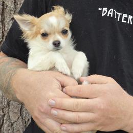 Chihuahua puppies from RoyAl
