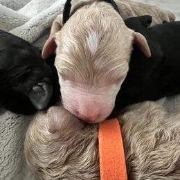 Bernedoodle Puppies from Pyper Bernedoodles SATX