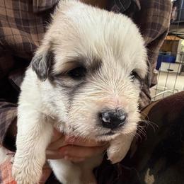 Vern- orange - Badger male Colorado Mountain Dog puppy in Cotopaxi, Colorado from Once Upon A Moose (OUM)