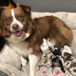 Miniature Australian Shepherd and Toy Australian Shepherd Puppies from Aussies by Mary at Temple Ranches
