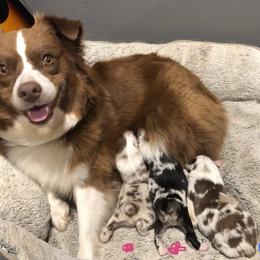 Miniature Australian Shepherd and Toy Australian Shepherd Puppies from Aussies by Mary at Temple Ranches