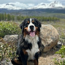 Bear - Bernese Mountain Dog