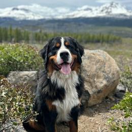 Bear - Bernese Mountain Dog