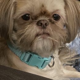 Lucy - Shih Tzu