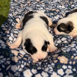 Boy 2 - male Nenets Herding Laika puppy in Rockville, Maryland from Skais the Limit