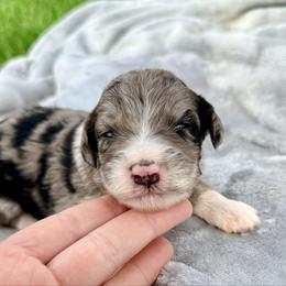 Flash - Blue merle female Aussiedoodle puppy in Bedford, Virginia from Brandt Farms Aussiedoodles