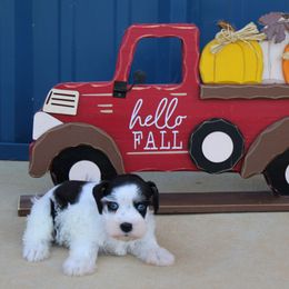 Mississippi - Parti female Miniature Schnauzer puppy in Lufkin, Texas from Texas Lil Cowdogs
