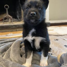 Pomsky Puppies from Ocean State Pomskies
