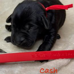 Cash - Black male Labrador Retriever puppy in Grants Pass, Oregon from KnR Antler Dogs ~ Labrador Retrievers & Corgis