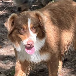 Boo - Australian Shepherd