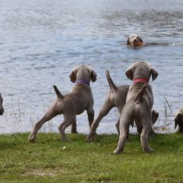 Weimaraners from SureShot Weimaraners