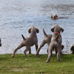 Weimaraners from SureShot Weimaraners