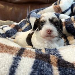 Teddy - White male Havanese puppy in Starr, South Carolina from Home with Havanese