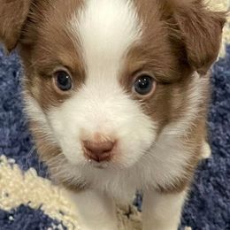 Miniature Australian Shepherds and Toy Australian Shepherds from Leary’s Little Aussies