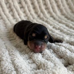 Jet - Black and cream male Dachshund puppy in Blackstone, Virginia from Dainty Dachshunds