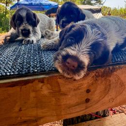 Wart - Brown and gray male Wirehaired Pointing Griffon puppy in Shelbyville, Texas from AndersonK9Kennels Bayou Beards