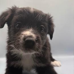 Beanie - Black & white male Australian Shepherd puppy in New Boston, New Hampshire from Painted Pup Australian Shepherds