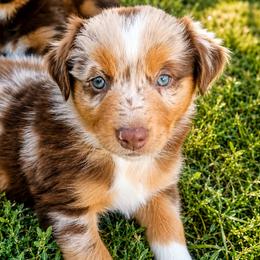 Dwight- Red Merle - Red merle male Australian Shepherd puppy in Hugo, Colorado from Frying Pan Ranch Australian Shepherds
