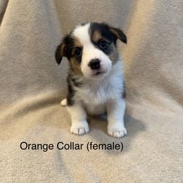 Orange Collar (female) - Black and tan Pembroke Welsh Corgi puppy in Paris, Kentucky from Laurel Glen Farm Corgis