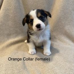Orange Collar (female) - Black and tan Pembroke Welsh Corgi puppy in Paris, Kentucky from Laurel Glen Farm Corgis