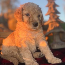 Frosty - Cream male Aussiedoodle puppy in Riverside, California from Just Loving Doodles