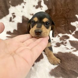 Dachshund Puppies from Pasek Kennels