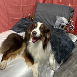 Söze (So-say) - Red tri-color male Miniature American Shepherd puppy in Statesboro, Georgia from Azure Miniature American Shepherds