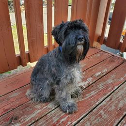 Annie - Miniature Schnauzer