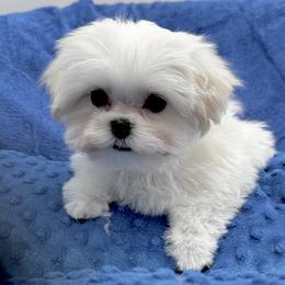 Boy 2 - White male Maltese puppy in Phoenix, Arizona from Bella Dolce Maltese